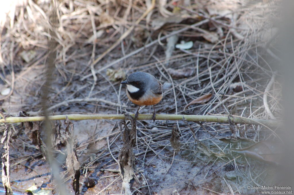 Rufous Whistler male adult