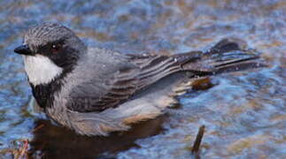 Rufous Whistler