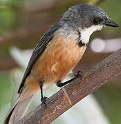 Rufous Whistler