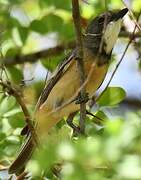 Rufous Whistler