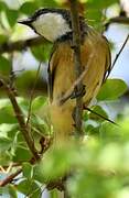 Rufous Whistler