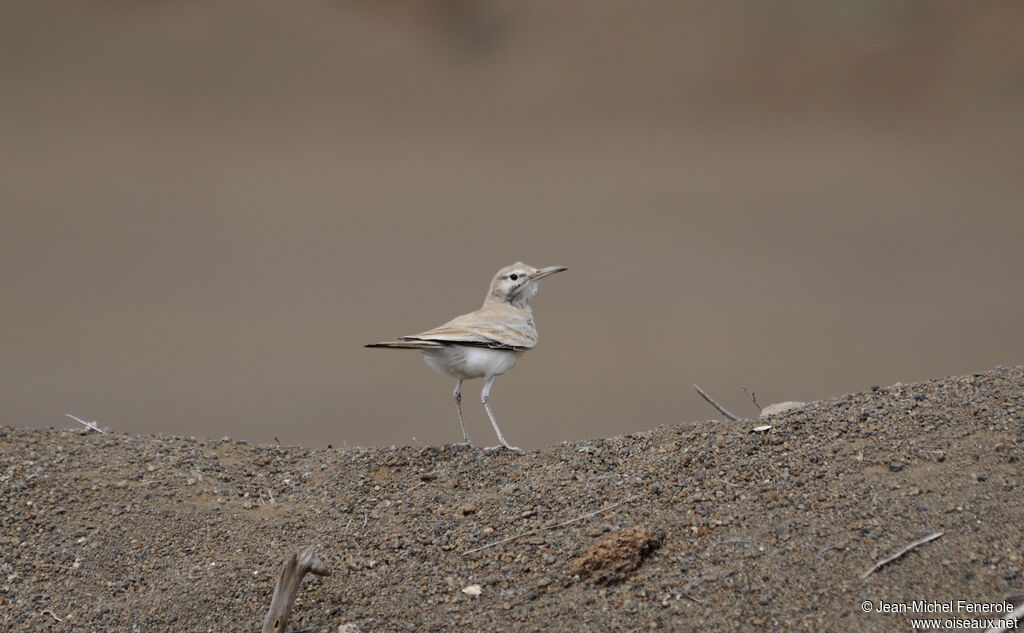 Greater Hoopoe-Lark