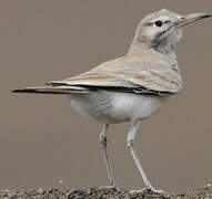 Greater Hoopoe-Lark