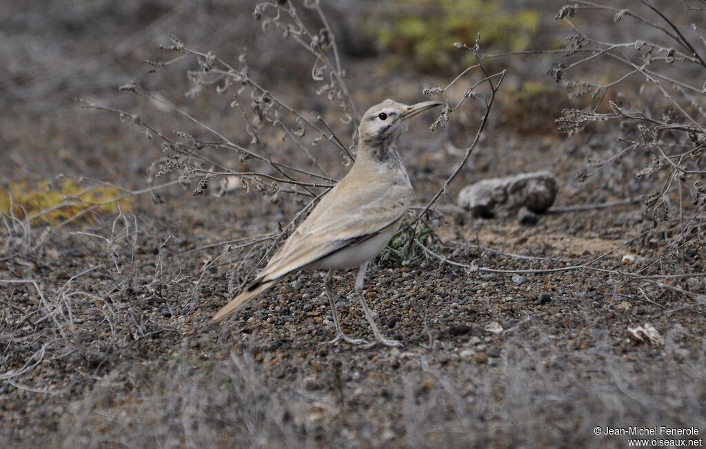 Greater Hoopoe-Lark