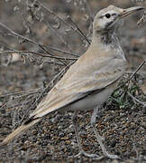 Greater Hoopoe-Lark