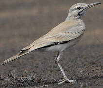 Greater Hoopoe-Lark