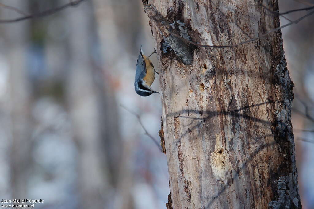 Red-breasted Nuthatchadult, Behaviour