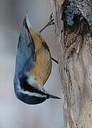 Red-breasted Nuthatch