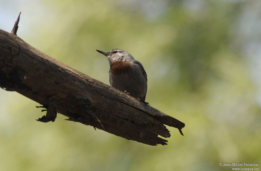 Krüper's Nuthatch male adult