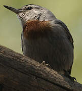 Krüper's Nuthatch