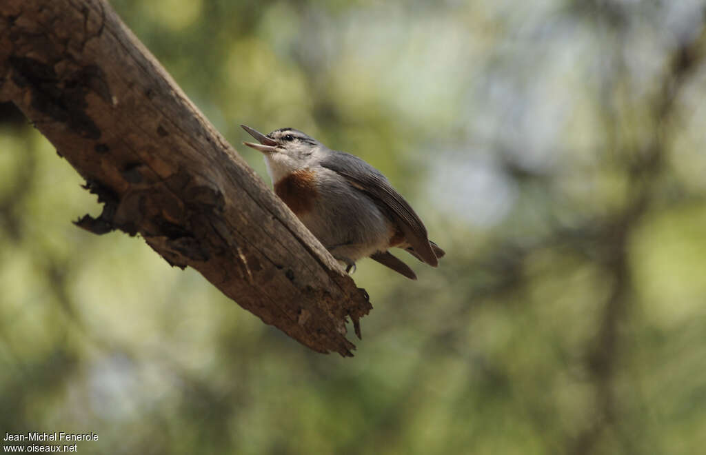 Krüper's Nuthatch male adult