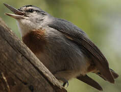 Krüper's Nuthatch