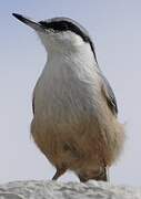 Western Rock Nuthatch