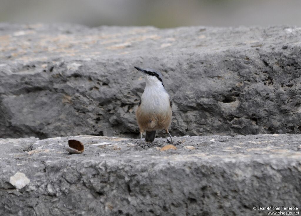 Western Rock Nuthatch