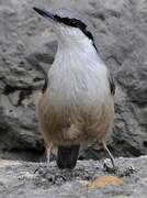 Western Rock Nuthatch