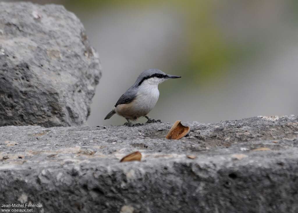 Western Rock Nuthatch, identification