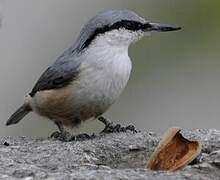 Western Rock Nuthatch