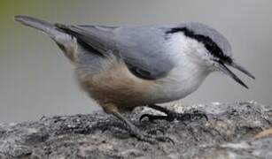 Western Rock Nuthatch