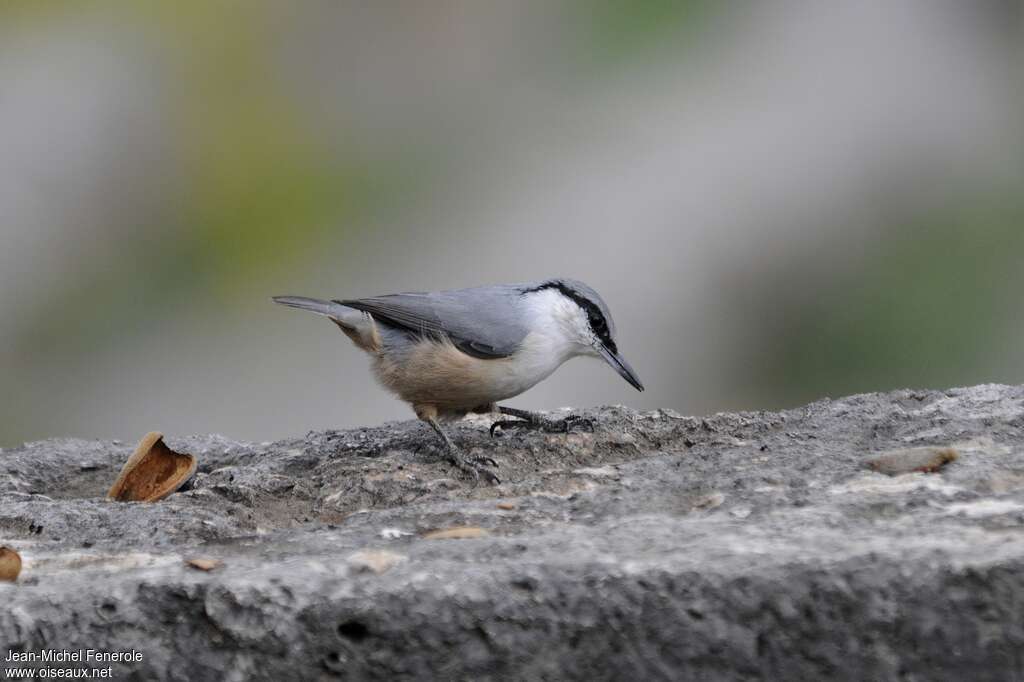 Sittelle de Neumayeradulte, identification