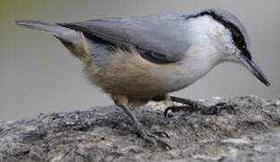 Western Rock Nuthatch