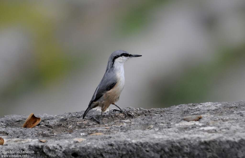 Western Rock Nuthatchadult, identification