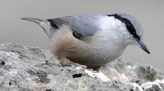 Western Rock Nuthatch