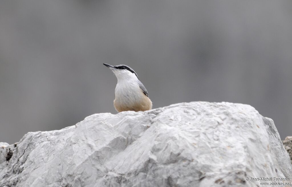 Western Rock Nuthatch