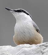 Western Rock Nuthatch