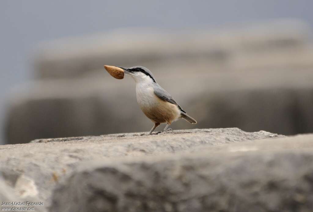 Western Rock Nuthatchadult, feeding habits