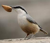 Western Rock Nuthatch