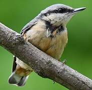 Eurasian Nuthatch