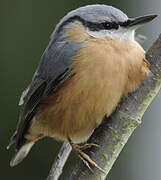 Eurasian Nuthatch