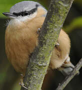 Eurasian Nuthatch