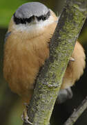 Eurasian Nuthatch