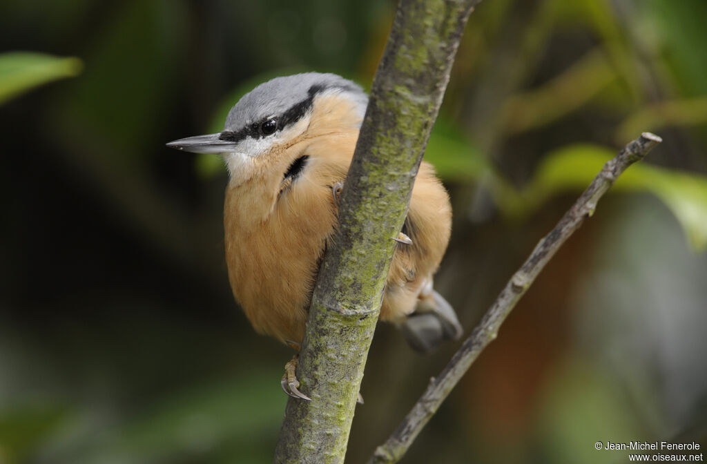 Eurasian Nuthatch