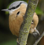 Eurasian Nuthatch