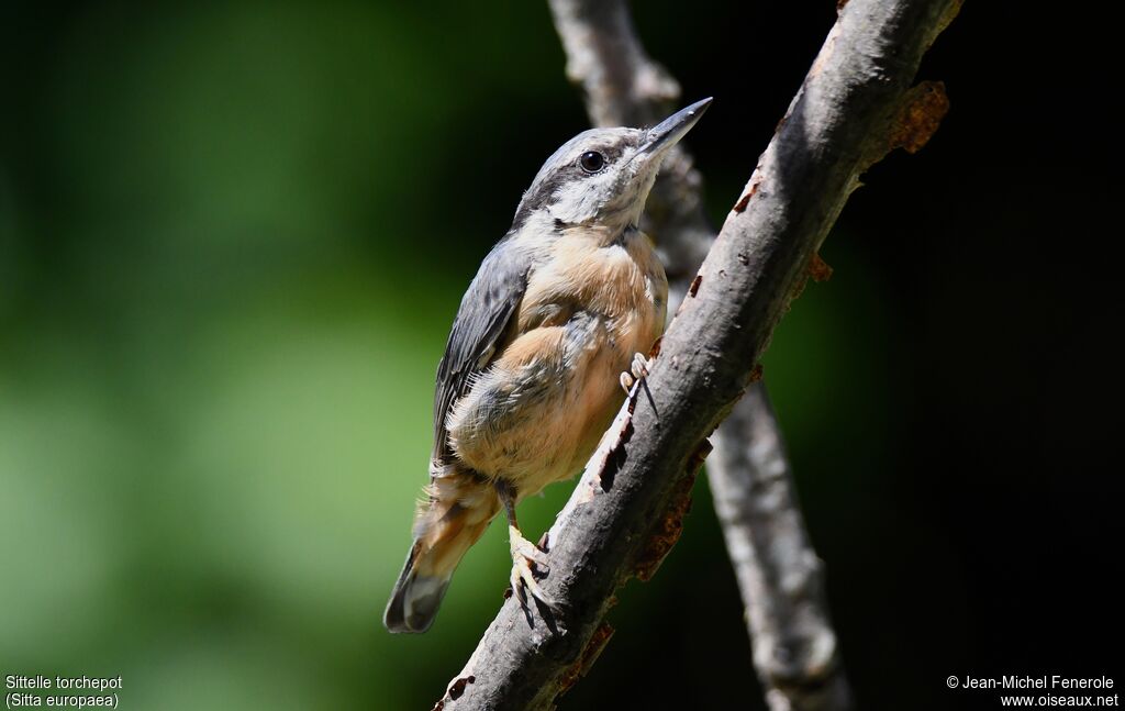 Eurasian Nuthatch