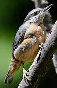 Eurasian Nuthatch