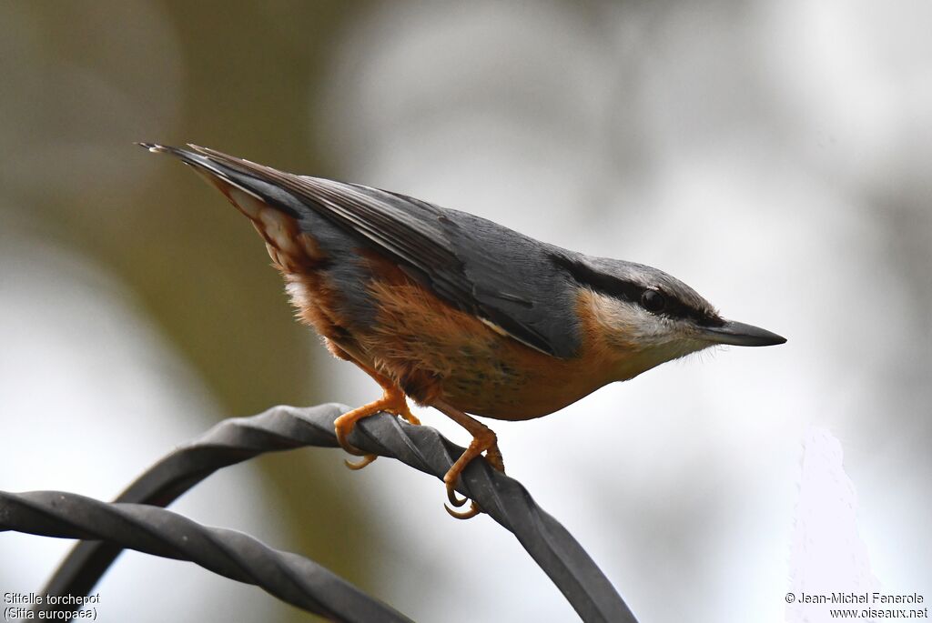 Eurasian Nuthatch