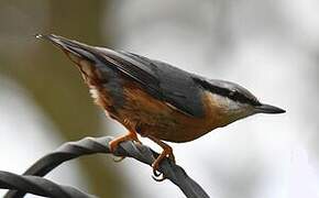 Eurasian Nuthatch