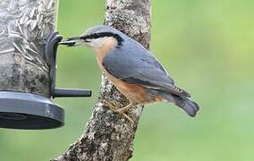 Eurasian Nuthatch