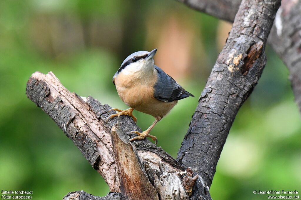 Eurasian Nuthatch