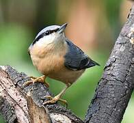 Eurasian Nuthatch