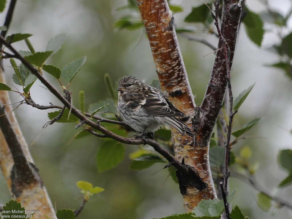 Common Redpolljuvenile, identification