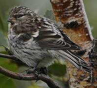 Common Redpoll