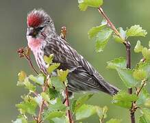 Redpoll