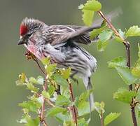 Redpoll