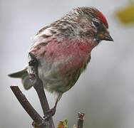 Redpoll