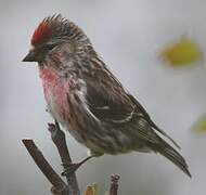 Redpoll