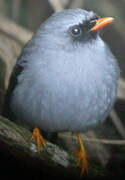 Black-faced Solitaire